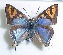 Cigaritis natalensis httpsuploadwikimediaorgwikipediacommonsthu