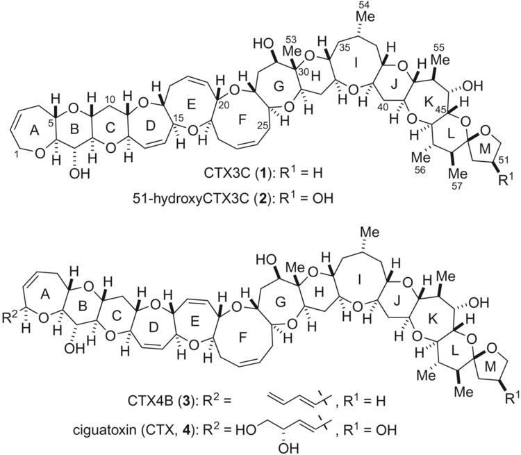 Ciguatoxin First and secondgeneration total synthesis of ciguatoxin CTX3C
