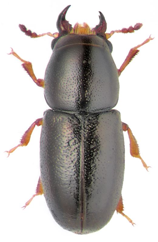 Ciidae Octotemnus mandibularis Gyll Ciidae