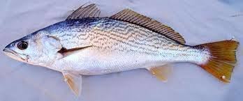 Cilus gilberti What does Corvina fish taste like Quora