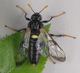 Cimbex Cimbex femoratus Linnaeus 1758 a clubhorned sawfly