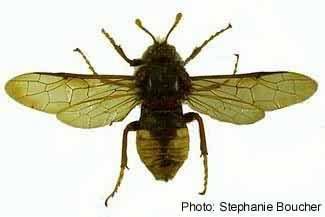 Cimbicidae Canadian Biodiversity Species Insects Cimbicid Sawflies
