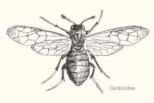 Cimbicidae Klubbvepser Wikipedia
