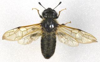 Cimbicidae Cimbicidae Cimbicid sawflies Discover Life
