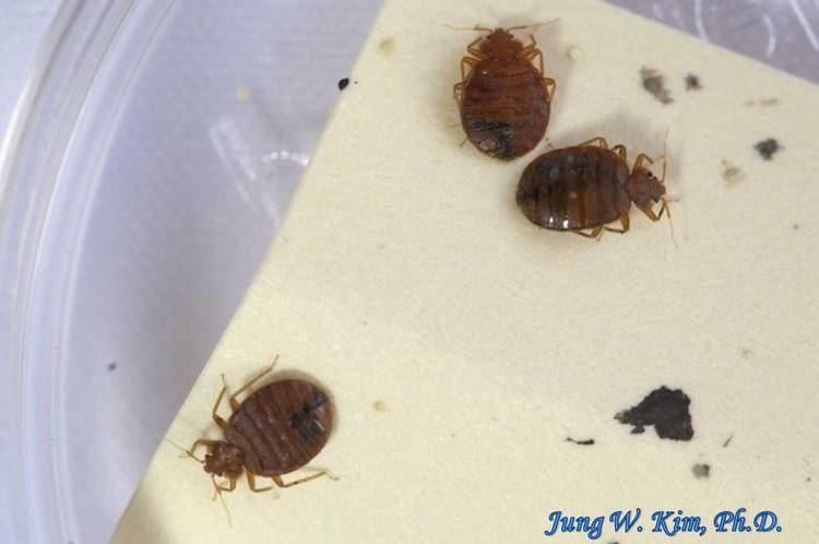Cimicidae HemipteraHeteropteraCimicidaeCimex lectulariusCommon Bed Bug A
