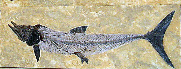 Cimolichthys Cimolichthys Wikipedia