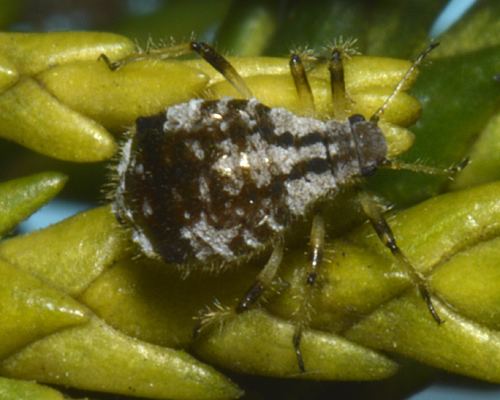 Cinara Cinara cupressi cypress aphid identification images ecology