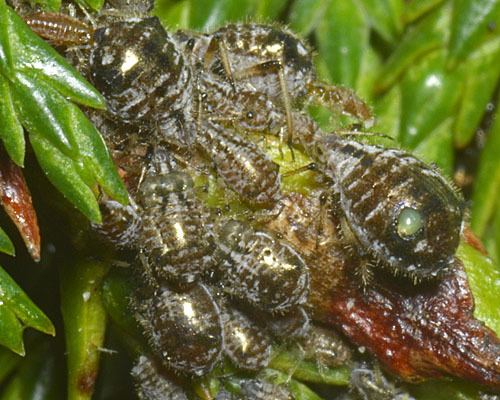 Cinara cupressi Aphid blog April 2014 Pterocomma and jet black ants Californian