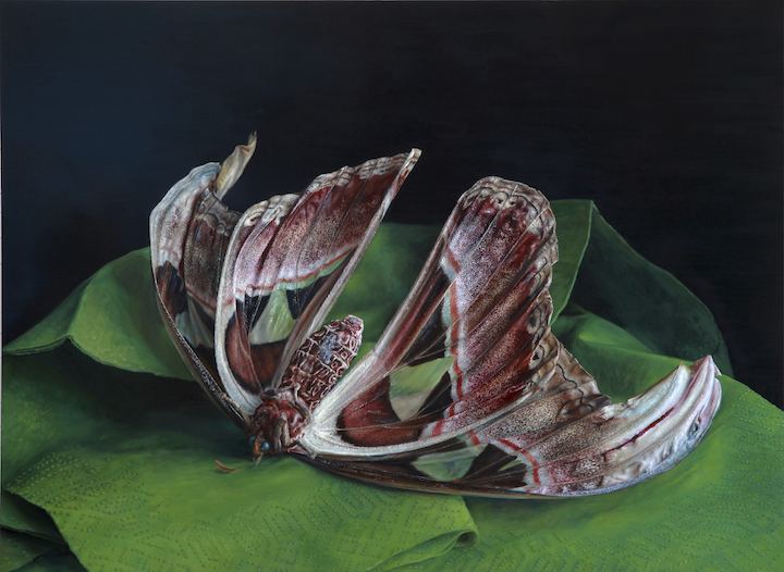 Cindy Wright Morbid Still Lifes by Cindy Wright Vanitas paintings Realistic