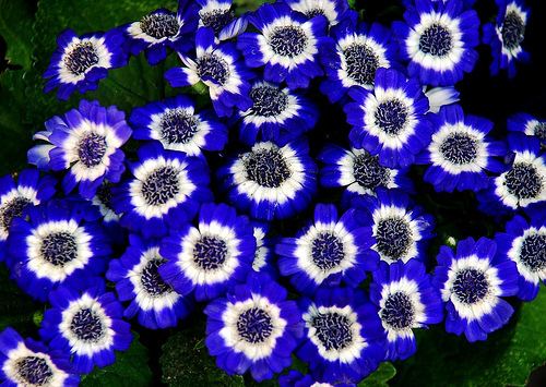 Cineraria Cineraria Flower Pictures amp Meanings of Cineraria Flowers