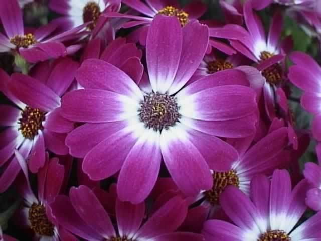 Cineraria wwwthegardenhelpercompsdseneciocruentusjpg