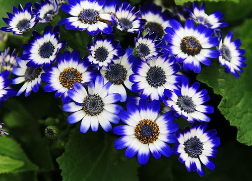 Cineraria Cineraria Flower Pictures amp Meanings of Cineraria Flowers