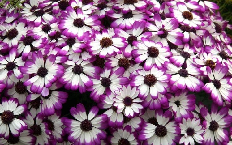 Cineraria Download Wallpaper 3840x2400 Cineraria Flowers Bright Colorful