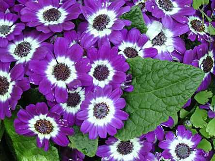 Cineraria Best Flower39s Care CINERARIA