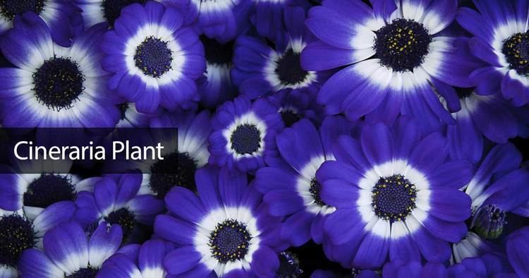 Cineraria Cineraria Plant Care How To Grow The Cineraria Flower