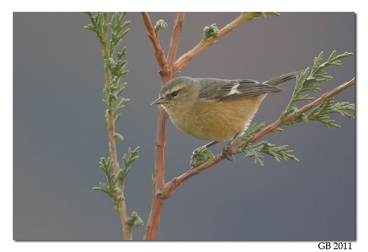 Cinereous conebill - Alchetron, The Free Social Encyclopedia