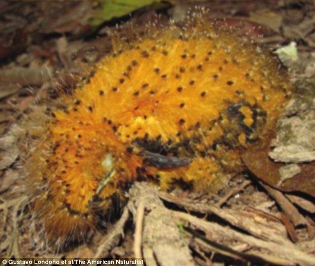 Cinereous mourner Chicks of the Cinereous Mourner bird mimic a CATERPILLAR to scare