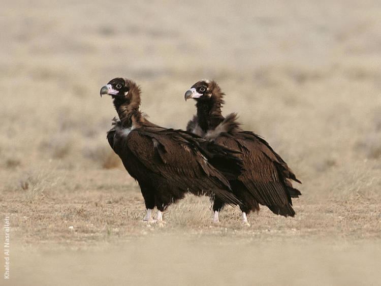 Cinereous vulture Cinereous Vulture KuwaitBirdsorg