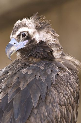 Cinereous vulture Cinereous Vulture Lincoln Park Zoo