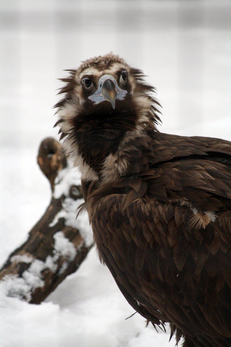 Cinereous vulture 1000 images about Cinereous Vulture on Pinterest