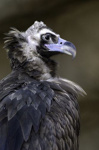 Cinereous vulture Cinereous Vulture Lincoln Park Zoo