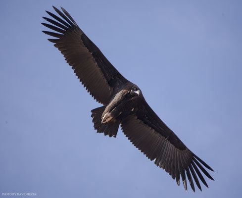Cinereous vulture Cinereous vulture Website of the Vulture Conservation Foundation