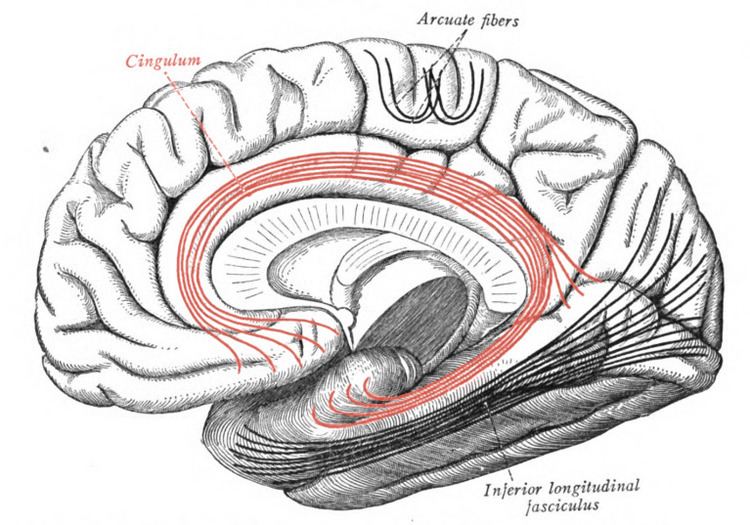Cingulum (brain)