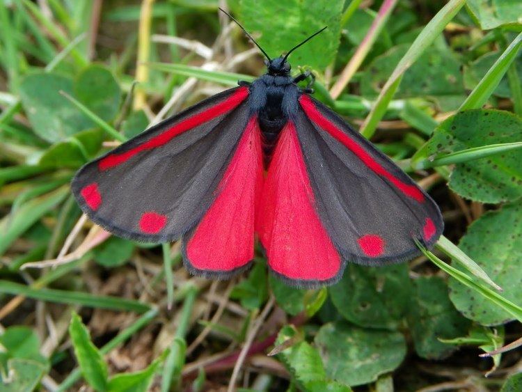 Cinnabar Moth Alchetron The Free Social Encyclopedia