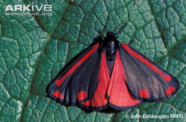 Cinnabar moth Cinnabar moth videos photos and facts Tyria jacobaeae ARKive