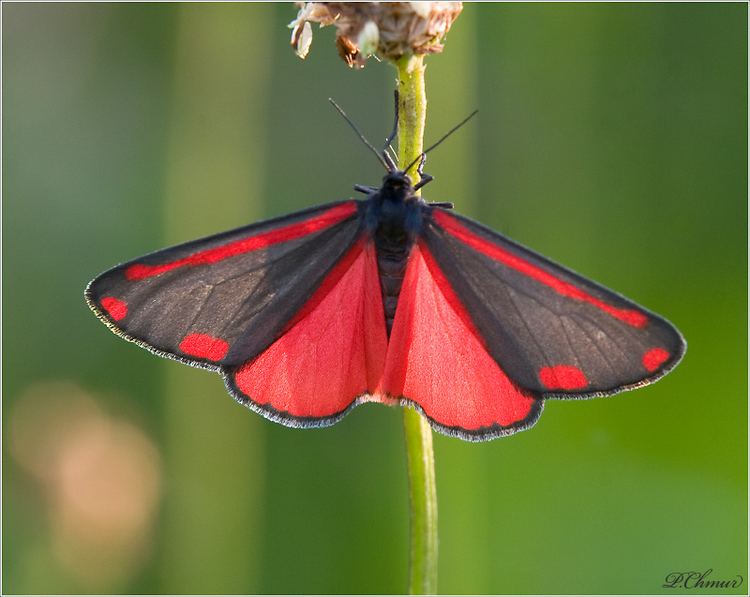 Cinnabar Moth Alchetron The Free Social Encyclopedia