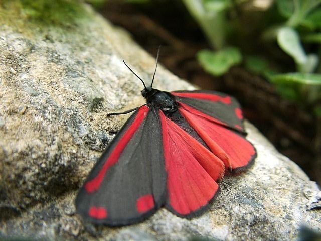 Cinnabar moth Let39s do Some Zoology Cinnabar Moth Tyria jacobaeae is a
