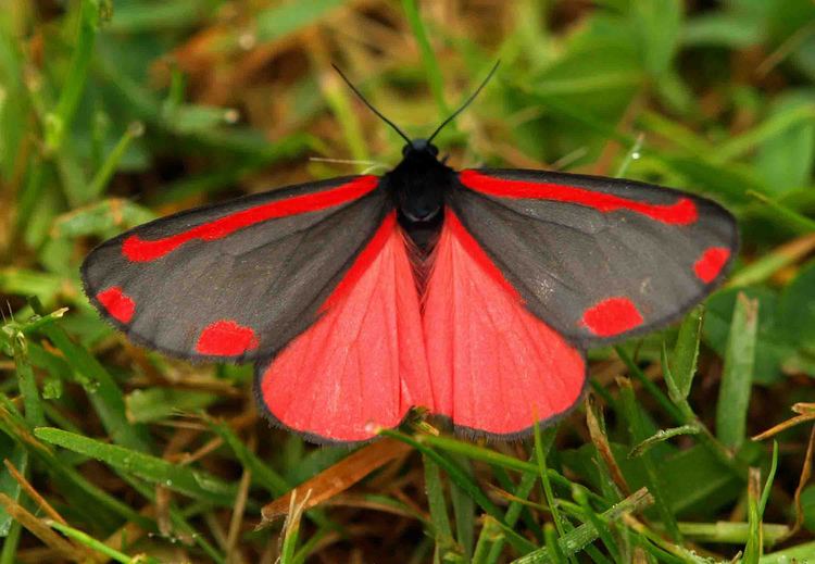 Cinnabar moth 1000 images about MothMan on Pinterest
