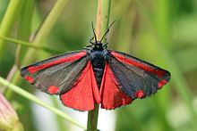 Cinnabar moth httpsuploadwikimediaorgwikipediacommonsthu