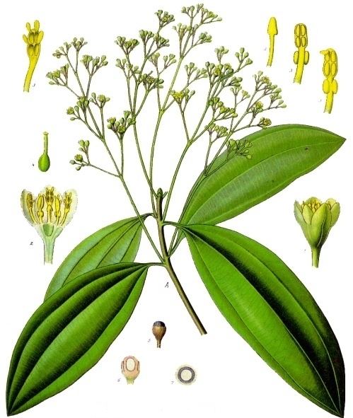 Cinnamomum Cinnamomum cassia Wikipedia