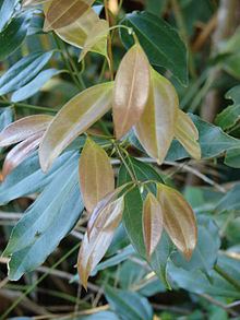 Cinnamomum burmannii httpsuploadwikimediaorgwikipediacommonsthu