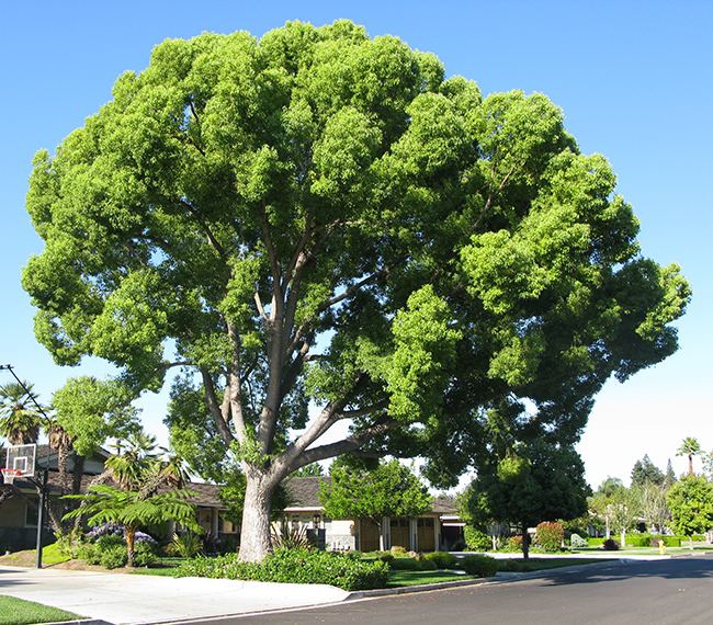 Cinnamomum camphora UFEI SelecTree A Tree Selection Guide