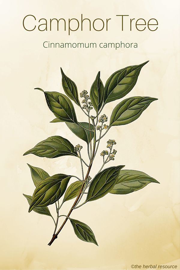 Cinnamomum camphora Camphor Tree Uses Benefits and Side Effects