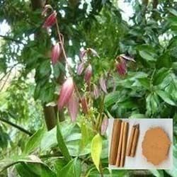 Cinnamomum cassia Cinnamomum Cassia Suppliers Manufacturers amp Traders in India