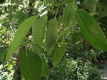 Cinnamomum glanduliferum httpsuploadwikimediaorgwikipediacommonsthu