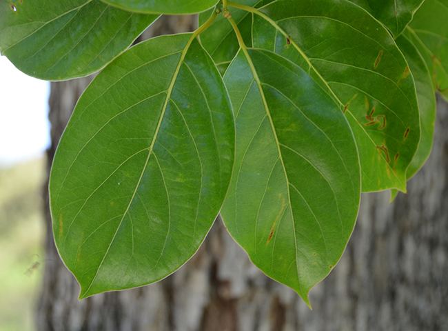 Cinnamomum glanduliferum UFEI SelecTree A Tree Selection Guide