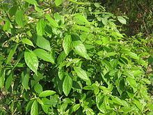 Cinnamomum glaucescens httpsuploadwikimediaorgwikipediacommonsthu