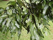 Cinnamomum oliveri httpsuploadwikimediaorgwikipediacommonsthu