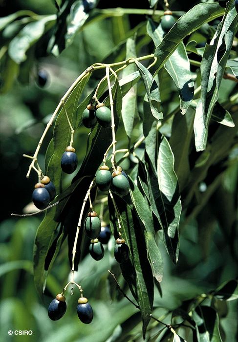 Cinnamomum oliveri Factsheet Cinnamomum oliveri