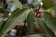 Cinnamomum osmophloeum httpsuploadwikimediaorgwikipediacommonsthu