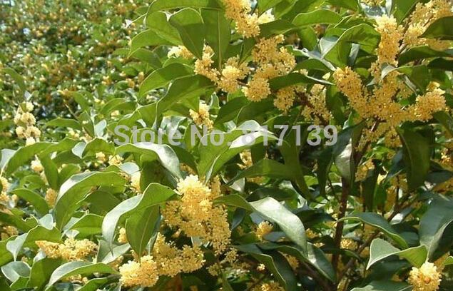Cinnamomum pedunculatum Tienda Online Nuevo Hogar Jardn de Plantas 5 Semillas Genuino