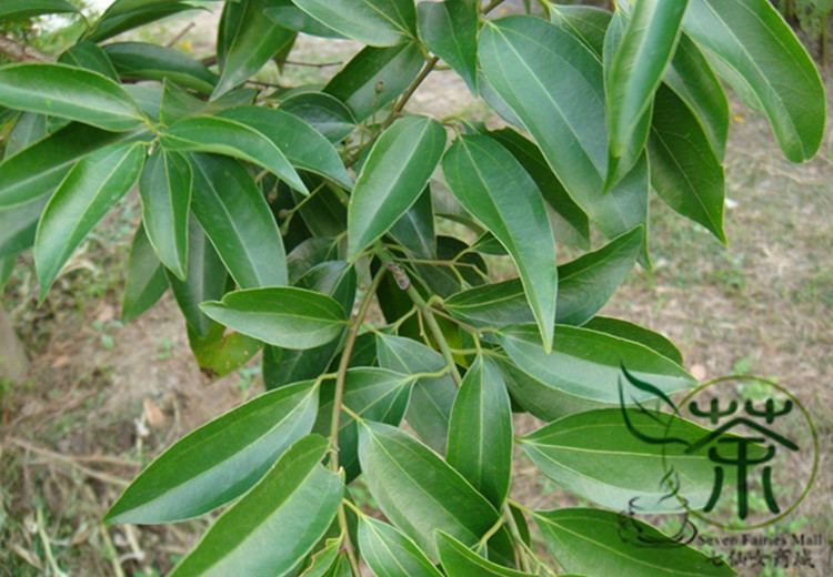 Cinnamomum pedunculatum Aliexpresscom Buy Evergreen Tree Cinnamomum Pedunculatum Seeds