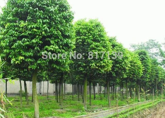 Cinnamomum pedunculatum Aliexpresscom Buy New Home Garden Plant 5 Seeds Genuine