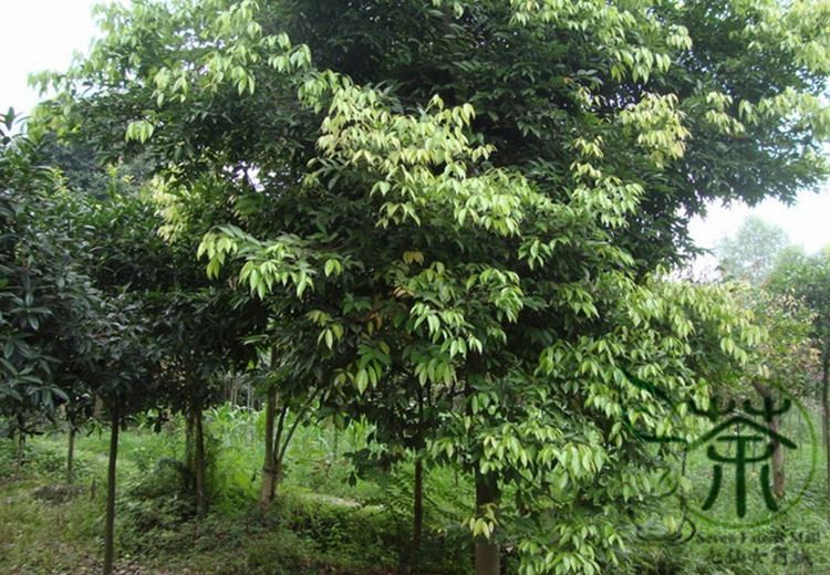 Cinnamomum pedunculatum Aliexpresscom Buy Evergreen Tree Cinnamomum Pedunculatum Seeds