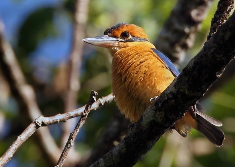 Cinnamon-banded kingfisher Cinnamonbanded Kingfisher Todiramphus australasia videos photos