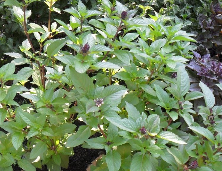 Cinnamon basil Backyard Patch Herbal Blog Herb of the Week Cinnamon Basil